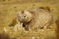 Vombat obecny - Vombatus ursinus - Common Wombat 4789